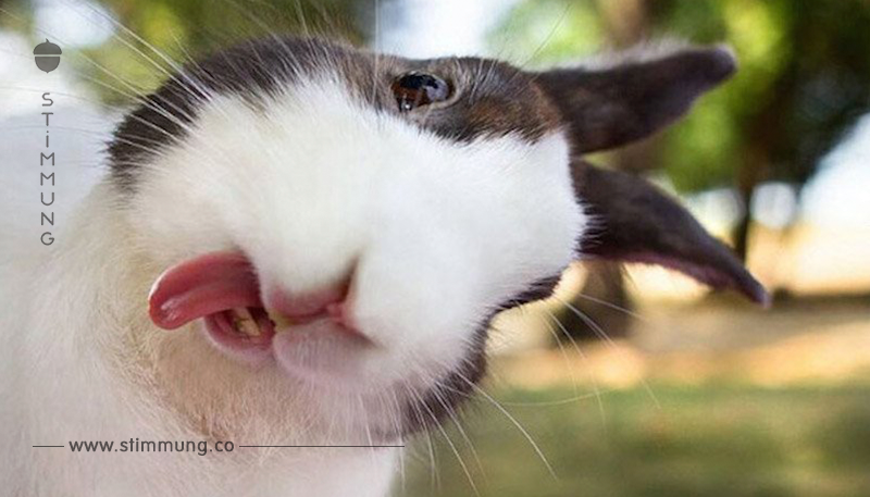 18 Gründe, sich ein Kaninchen als Haustier anzuschaffen.