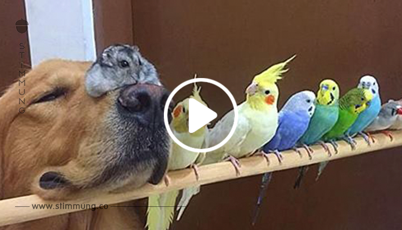 Zwei Golden Retriever, ein Hamster und 8 Vögel bilden die seltsamsten besten Freunde aller Zeiten