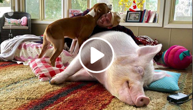 So wurde Schweinchen Dame Esther zum Instagram Star