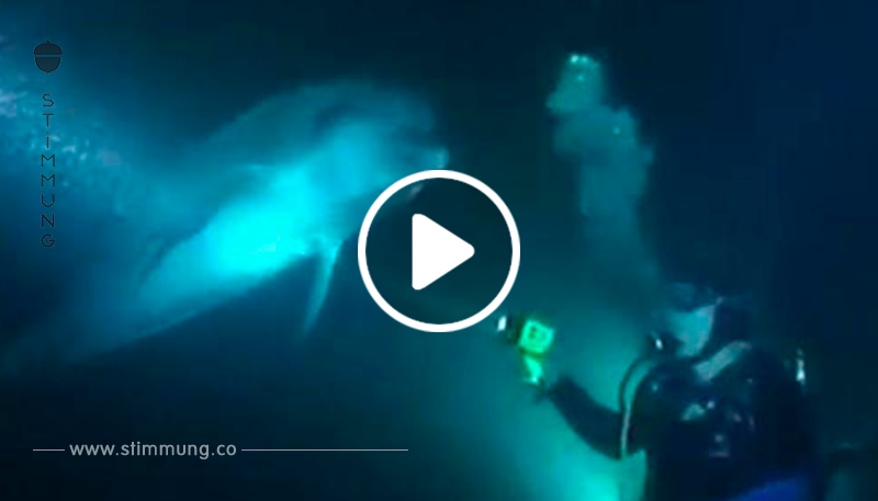 Ein Taucher schwamm in Hawaii, als ein Delfin auf ihn zukam und um Hilfe bat