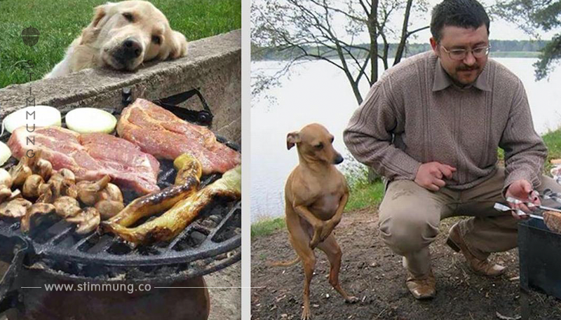 20 lustige Bilder von Hunden, die um Futter betteln.