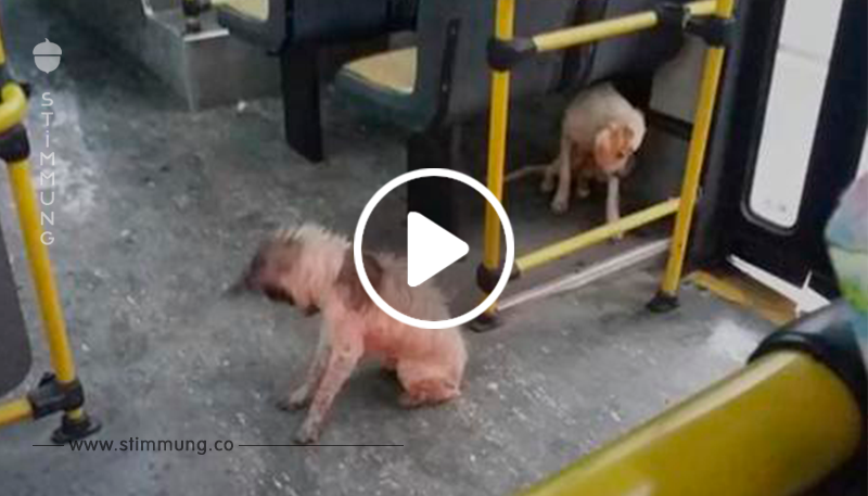 Busfahrer fand Hunde, die bei Gewitter froren, bricht Regeln und bringt sie in den Bus