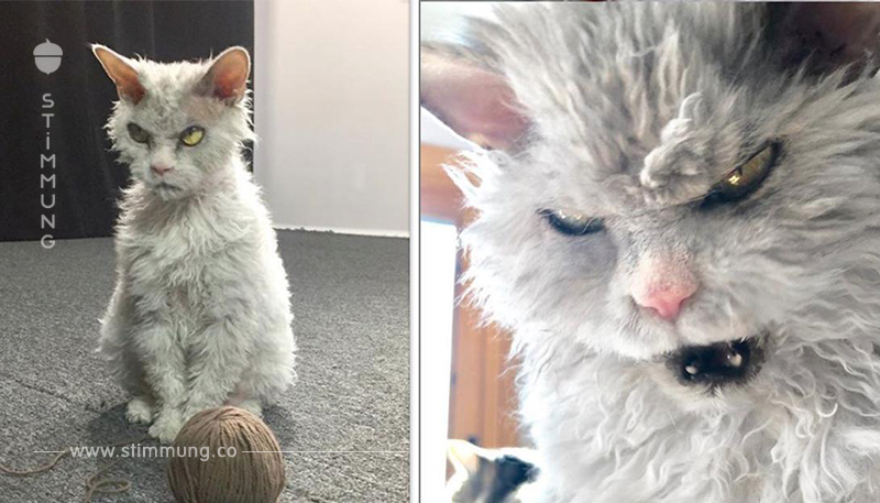„Wütendste Katze auf Instagram“ wird Internet-Star.