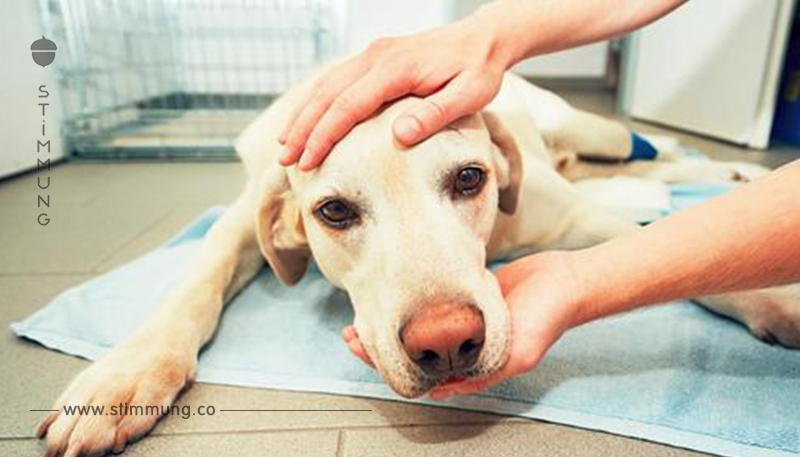 Ein Tierarzt mit gebrochenem Herzen enthüllt, dass Haustiere 