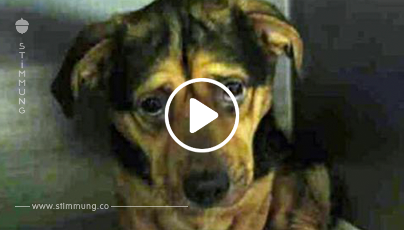Ein Paar ignoriert die Warnungen aus dem Tierheim, und fährt sechs Stunden, um einen traurigen Hund zu adoptieren