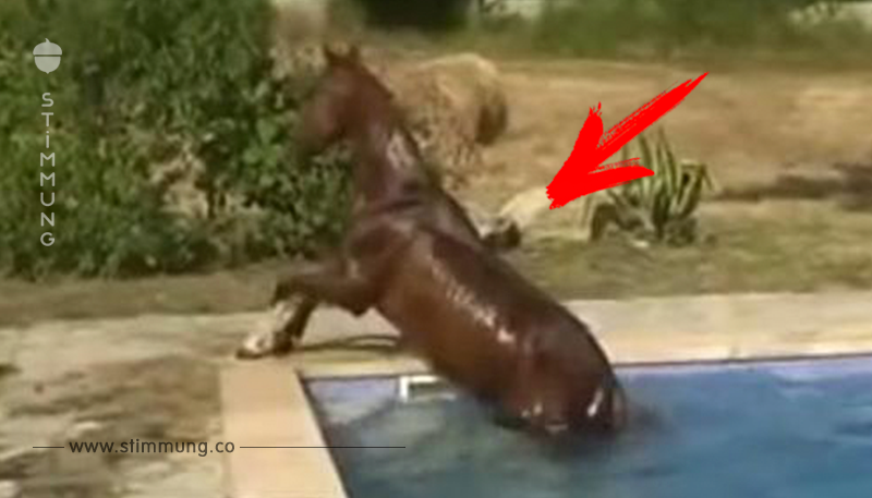 Niemand glaubte, was die Morgenroutine dieses Pferds war – also filmte er sie
