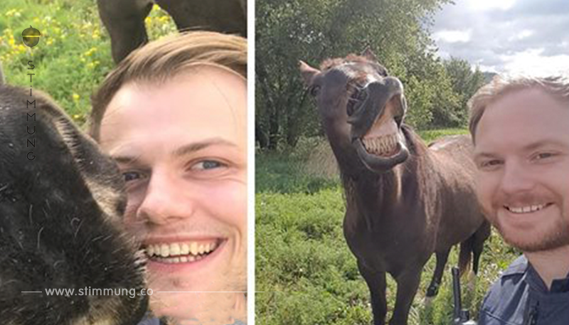 Polizisten müssen ausgebüxte Pferde einfangen   ihnen gelingt witziges Selfie