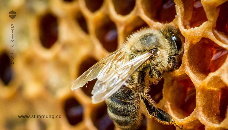 Bienenstöcke zerstört und angezündet   über 500.000 Insekten getötet
