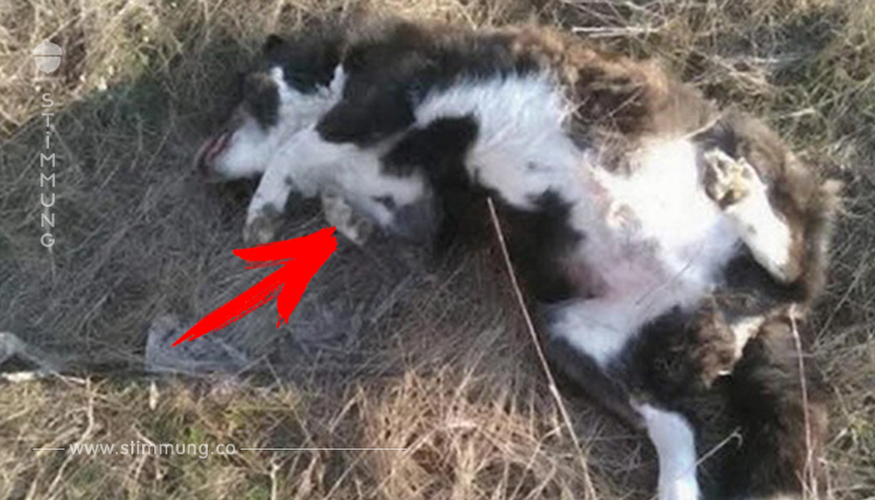 Toter Hund mit Strick um Pfoten gefunden: Peta setzt Belohnung aus   doch es gibt Zweifel