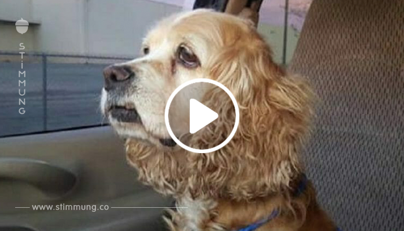 15-jährige Hündin vergießt Tränen, nachdem Familie sie zurücklässt und jüngeren Hund nach Hause bringt