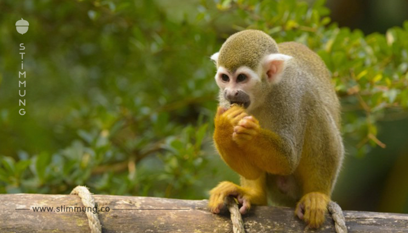 Mann (23) bricht bekifft in Zoo ein – Affen prügeln ihn krankenhausreif