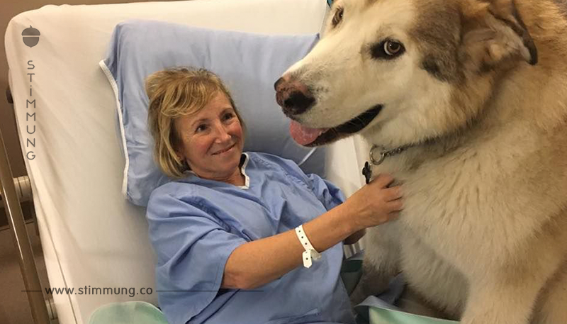 Nach Wander Unfall: Hunde halten Frau 3 Tage am Leben.