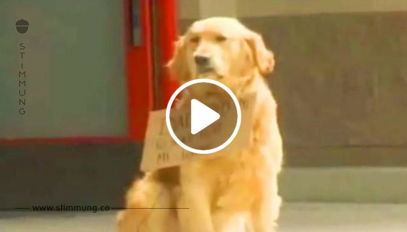 Regloser Hund vor Einkaufszentrum: Doch alle haben nur Augen für sein Schild!