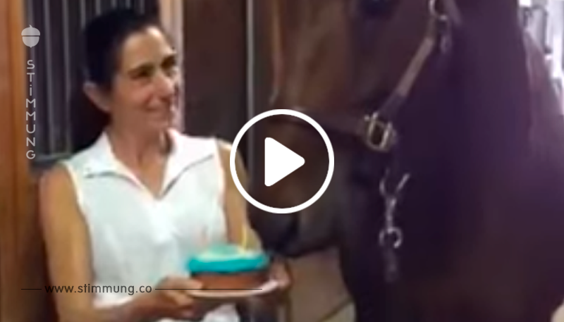 Lustiges Video: Pferd freut sich über Geburtstagstorte.