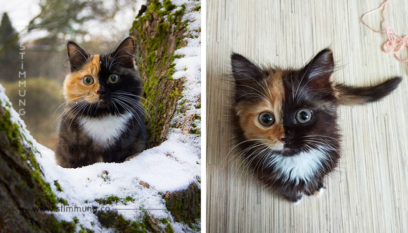 WOW: Kennt ihr schon diesen kleinen Katzen-Star? So erobert sie gerade das Internet!