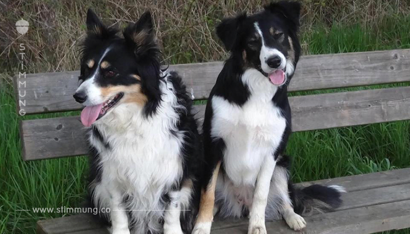 24 500 Euro Belohnung: Wer hat die beiden Hunde getötet?