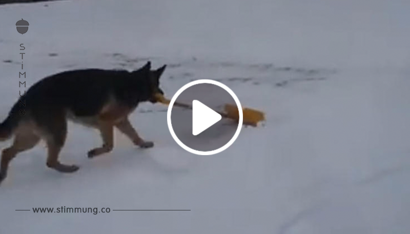 Fleißiger Schäferhund hilft beim Schneeschippen   und er hat es richtig drauf!