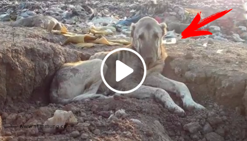 Ausgesetzter Hund wird von Rettern in einer Mülldeponie entdeckt, an der Seite von 800 anderen Hunden, als sie versuchen ihn vor dem Erfrieren zu bewahren