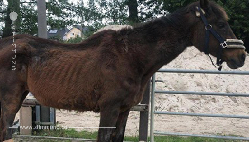 340 statt 600 Kilo: 15 Jähriger verlor Interesse an Pferd   Aicha ist völlig abgemagert