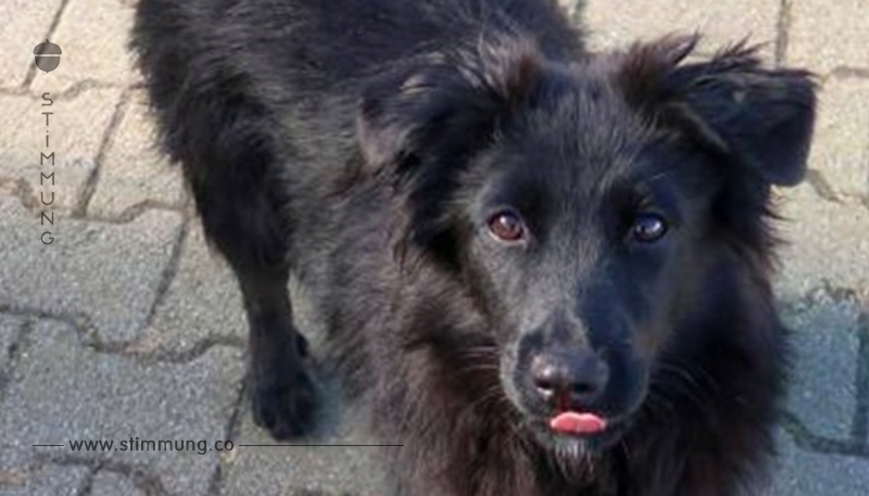 Hund aus Tierheim adoptiert: 2 Tage später trifft die Familie eine schwere Entscheidung!