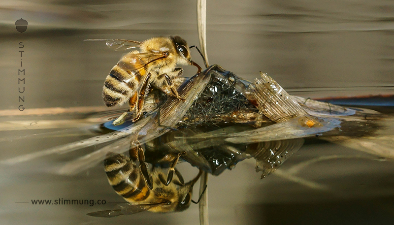 Bienentränke: So einfach bauen Sie eine Wasserstelle für Insekten