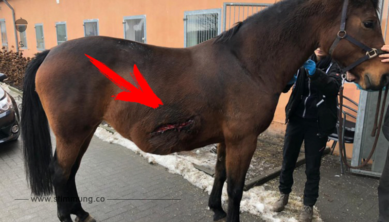 Brutale Tierquälerei: Wieder Pferd aufgeschlitzt – Stute schwer verletzt!