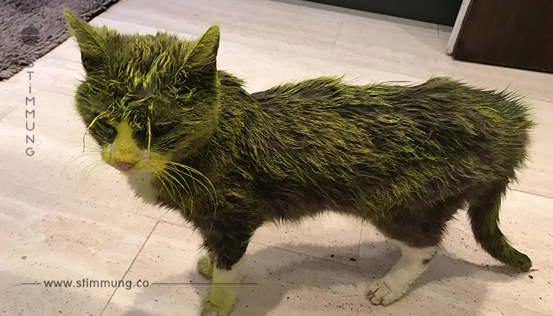 Hinterhältige Farbattacke: Katze wird von Fremden mit Farbe besprüht & stirbt an den Folgen