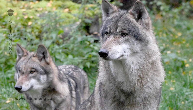 Tierschützer in Aufruhr: Sachsen schließt Wolfs Büro in der Lausitz
