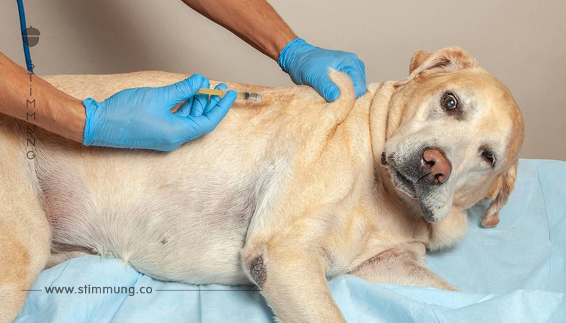 Staupe: Hochansteckendes Hunde Virus breitet sich aus
