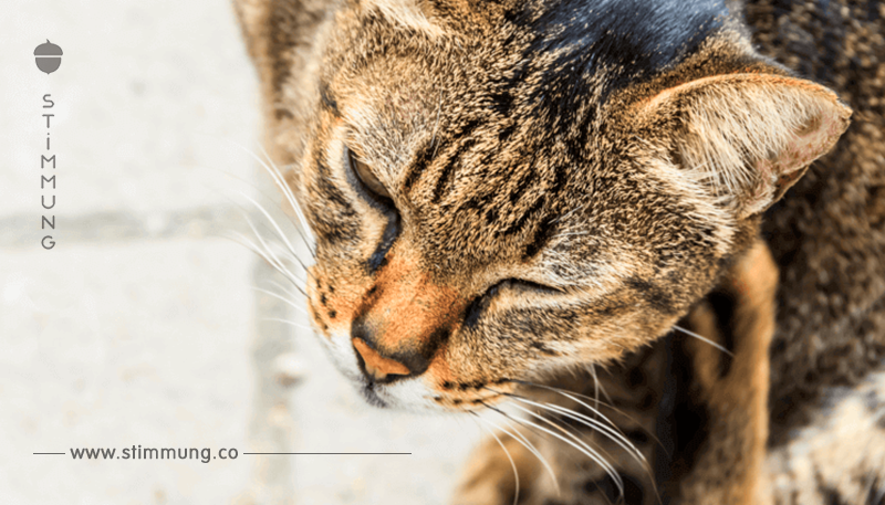 Katzen Parasiten: Erkennen und Behandeln