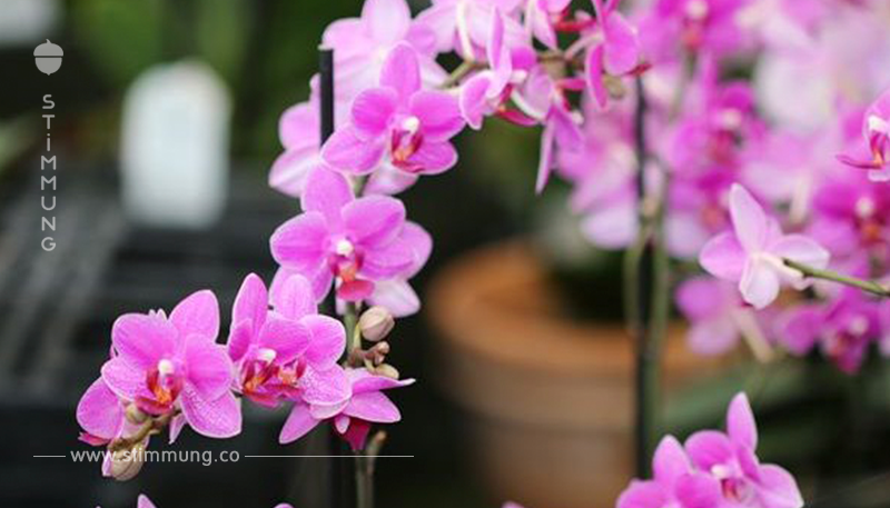 Orchideendünger: Mit diesen Tricks bleibt die Orchidee gesund