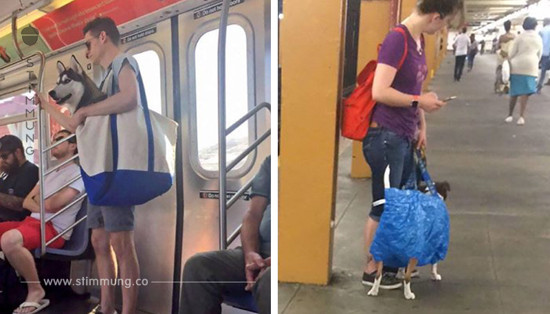 Die verrücktesten Momente mit Hund und Katze in Bus und Bahn