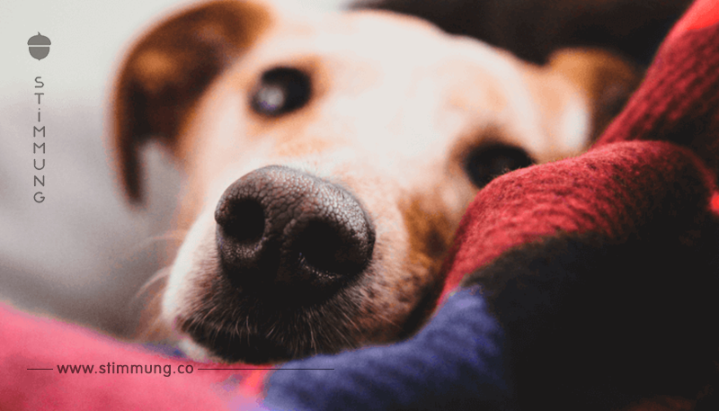 Arthrose beim Hund: Alles, was Du wissen musst