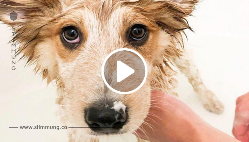 Wasserscheu? So bleibt dein Hund garantiert in der Badewanne sitzen