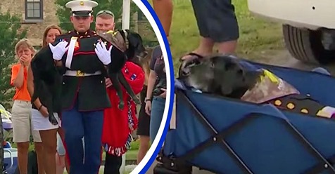 Militärhund bekommt emotionale Abschiedzeremonie, ehe er aufgrund seiner schweren Erkrankung eingeschläfert wird