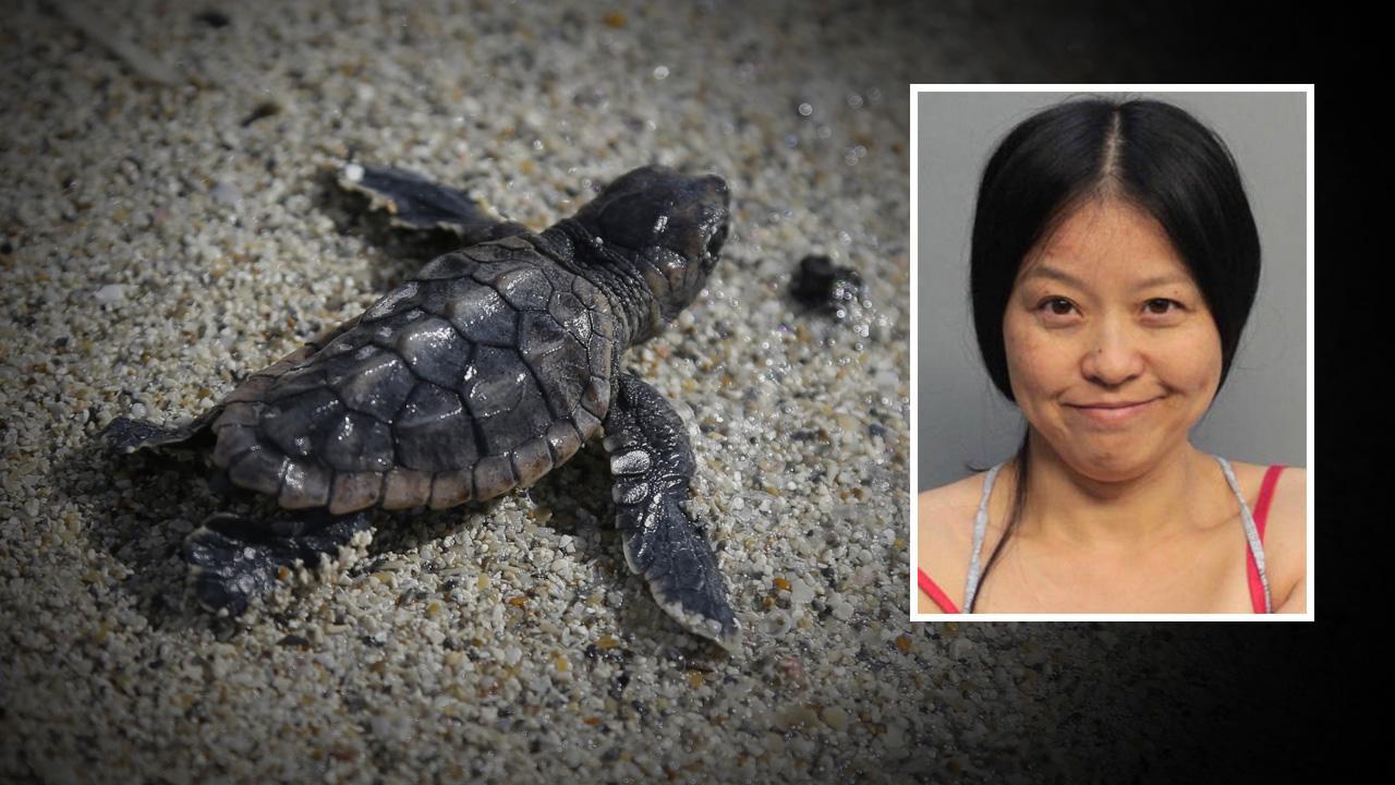 Miami: Frau trampelt auf Eiern von Meeresschildkröten herum – Festnahme!