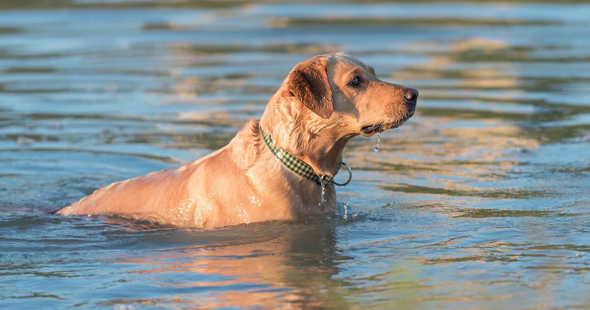 Jede Hilfe kam zu spät: Frau schubst ihren eigenen Hund in einen See und lässt ihn ertrinken