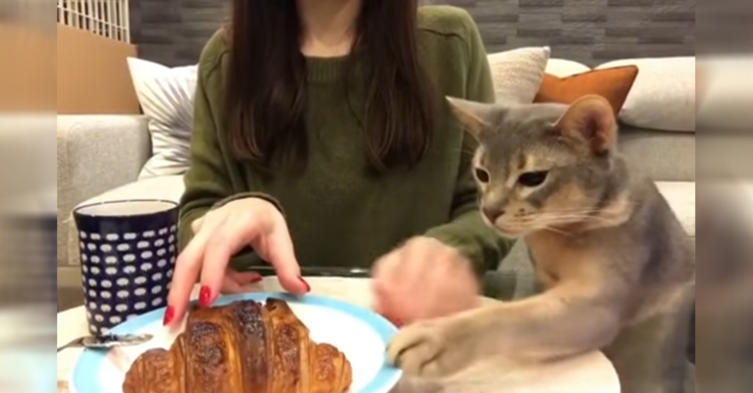 Junge Katze will unbedingt ein Stück vom Croissant
