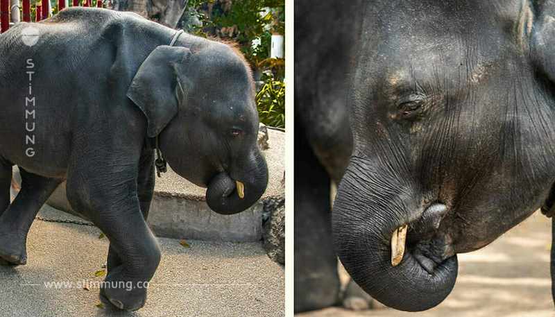 Elefant „Dumbo“ musste im Touristenparadies tanzen – er starb an Unterernährung und Misshandlung