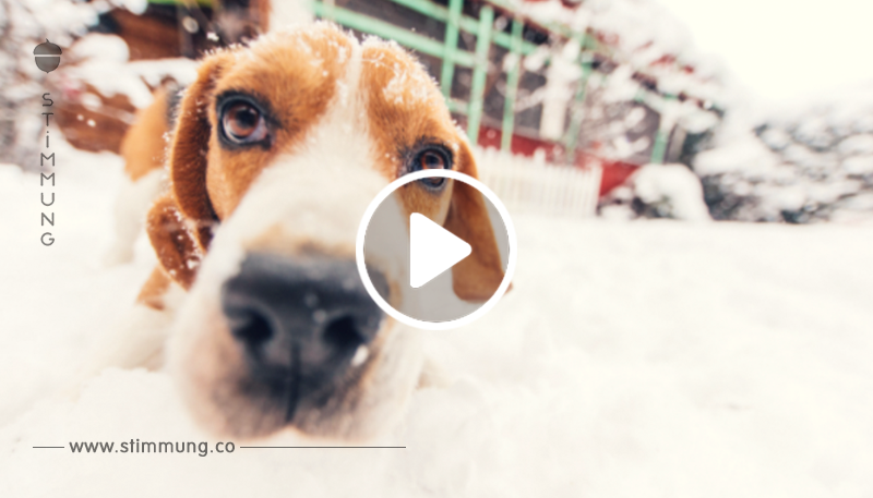 Hundepflege im Winter: Fell & Pfoten gut geschützt