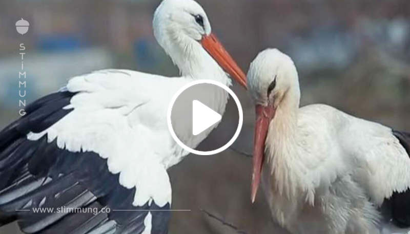 Dieser treue Storch fliegt jedes Jahr 14.000 Kilometer zu seiner verletzten Frau