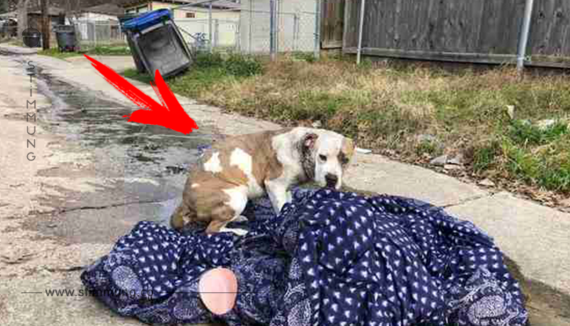 Familie setzt Hund an Silvester aus – weigert sich vom Deckchen zu gehen, im Glauben sie kehren zurück