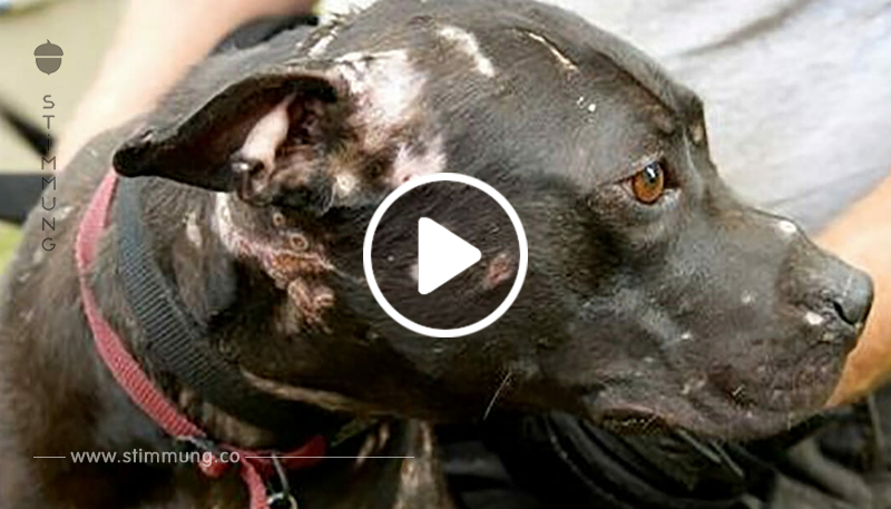 Mehr als 400 Pitbulls konnten aus Hundekampf Ring gerettet werden