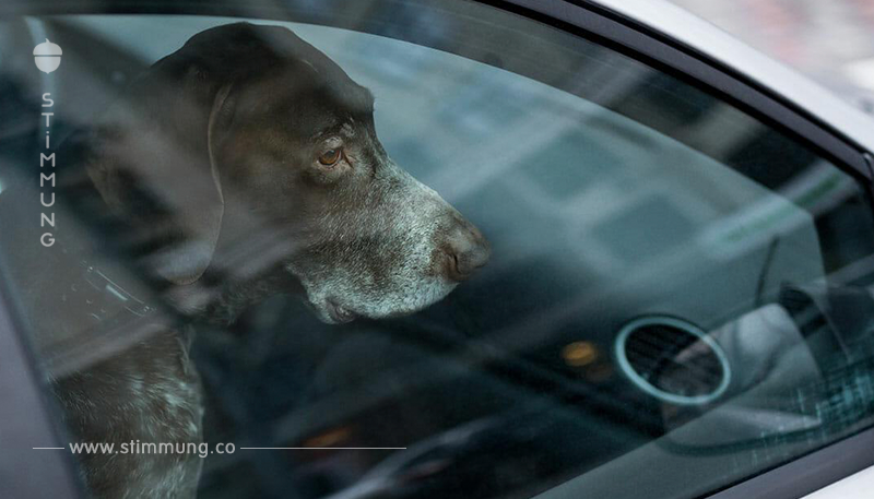 Dierdorf: Hund wird in Auto vergessen und jault um sein Leben – erst ein Passant kann für Hilfe sorgen