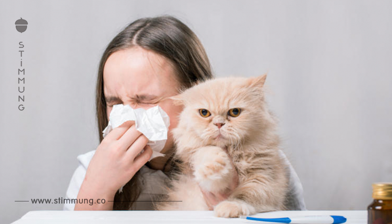 Katzenhaltung trotz Allergie – Was ist zu beachten?