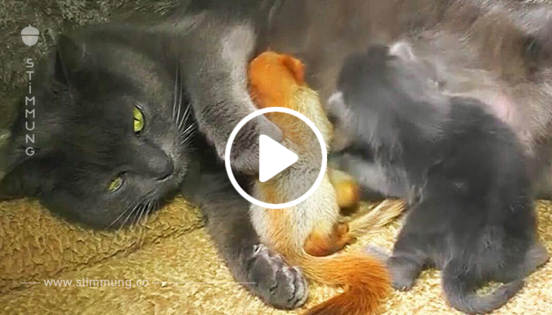 Nagende Geschwister für kleine Kätzchen: Katzen Mama stillt ihre adoptierten „Kinder“