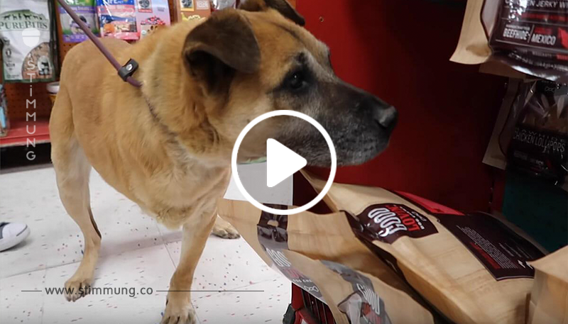 Sie bringen den 12 jährigen Straßenhund in einen Laden & lassen ihn alles kaufen was er will