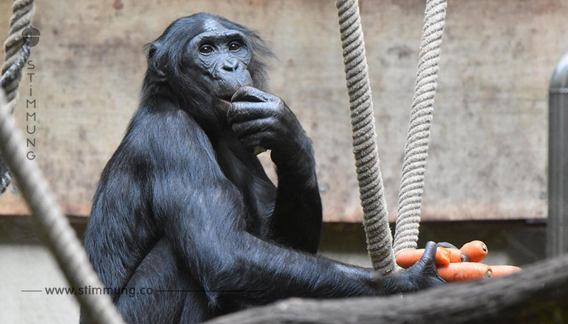 „Umsiedlung wäre ein No Go“: Bonobo Bili muss in Wuppertal bleiben