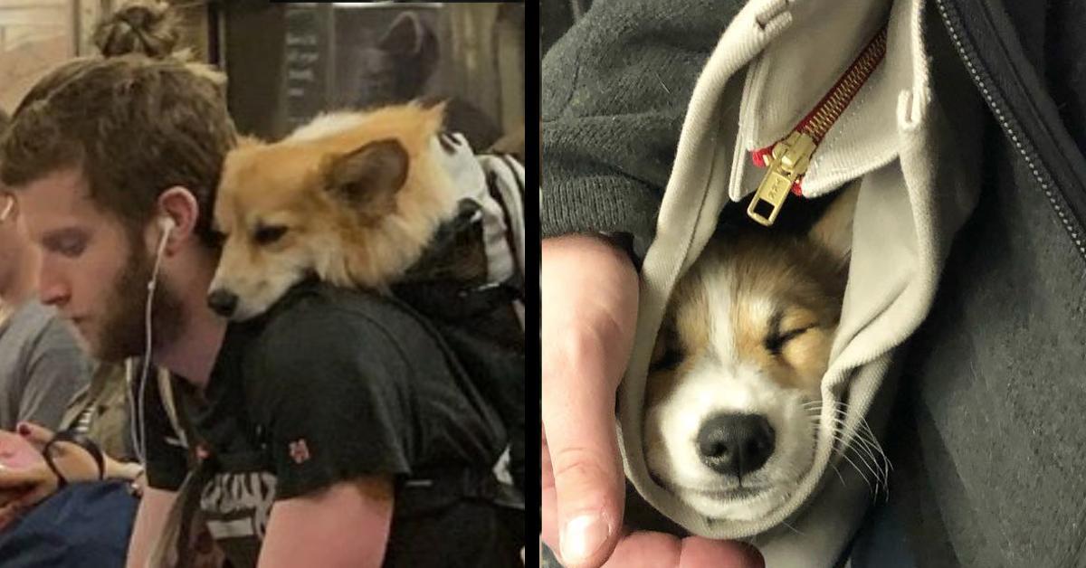 16 Menschen, die das Hundeverbot in der U Bahn umgehen.