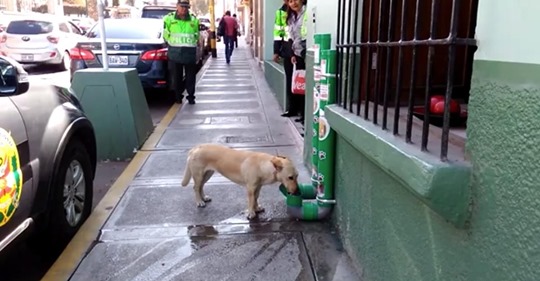 Spezielle von Polizisten installierte Stationen retten Straßenhunde und das Internet applaudiert